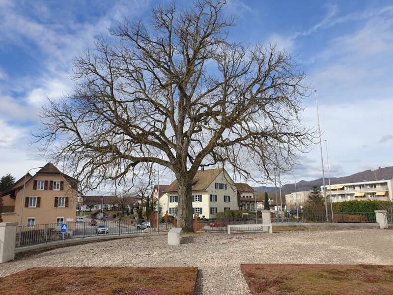 Eröffnung Bistro unter dem Kastanienbaum
