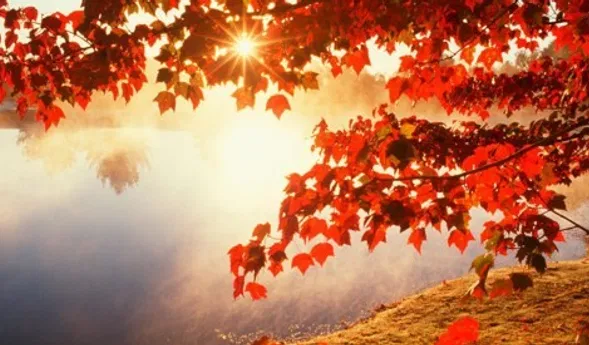 Roter Herbstlaubzweig über einem stillen, nebligen See im warmen Sonnenlicht; am Ufer liegen gefallene Blätter.