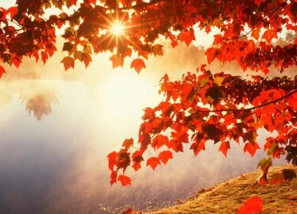Roter Herbstlaubzweig über einem stillen, nebligen See im warmen Sonnenlicht; am Ufer liegen gefallene Blätter.