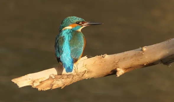 Ein farbenfroher Eisvogel sitzt auf einem Ast über ruhigem Wasser. Sein Gefieder zeigt lebendige Blau- und Grüntöne, während der Hintergrund in sanften Brauntönen gehalten ist. Der Vogel blickt aufmerksam in die Umgebung.