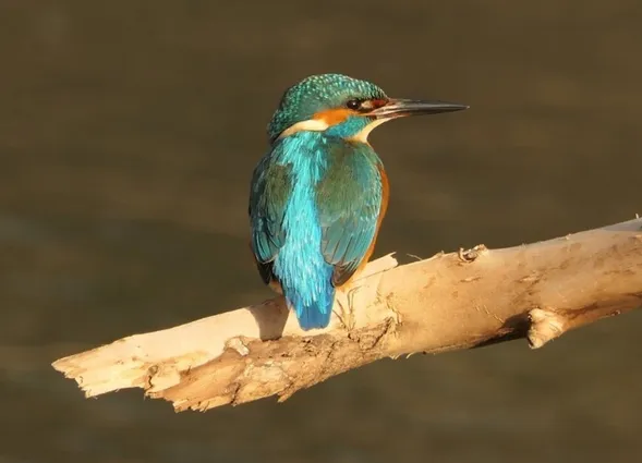 Ein farbenfroher Eisvogel sitzt auf einem Ast über ruhigem Wasser. Sein Gefieder zeigt lebendige Blau- und Grüntöne, während der Hintergrund in sanften Brauntönen gehalten ist. Der Vogel blickt aufmerksam in die Umgebung.