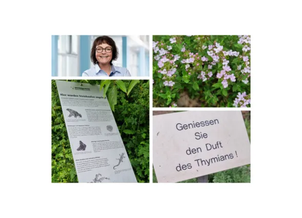 Collage: Porträt einer lächelnden Frau, Blumenstrauch mit rosa Blüten im Garten, Schild mit Text über Kräuterduft und Papier mit Informationen auf grünem Hintergrund.