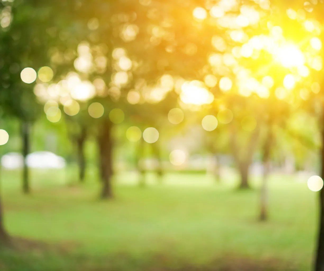 Unscharfer Parkweg mit Bäumen im Sommer, warmes goldenes Sonnenlicht und Bokeh-Lichtpunkte im Hintergrund, grüne Wiese und flache Perspektive.