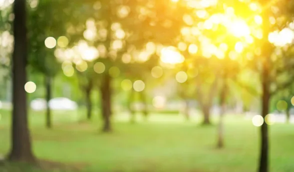 Unscharfer Parkweg mit Bäumen im Sommer, warmes goldenes Sonnenlicht und Bokeh-Lichtpunkte im Hintergrund, grüne Wiese und flache Perspektive.