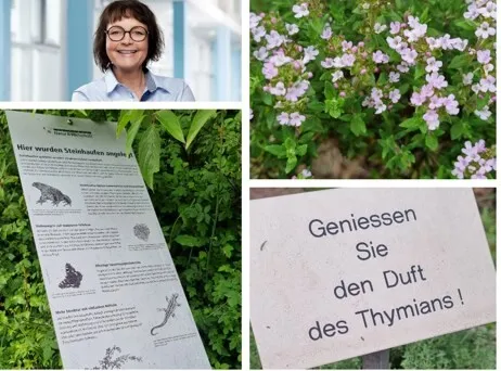 Collage mit Porträt einer lächelnden Frau, daneben ein Dokument auf Papier und ein Schild „Genießen Sie den Duft des Thymians!“ sowie blühender Thymianpflanzen mit lila Blüten.