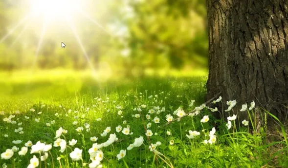 Sonnendurchflutete Wiese mit grünen Gräsern und weißen Blumen, die am Fuß eines großen Baumes wachsen. Im Hintergrund ist ein unscharfer, heller Lichtschein sichtbar, der eine friedliche, natürliche Atmosphäre schafft.