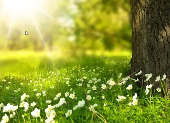 Sonnendurchflutete Wiese mit grünen Gräsern und weißen Blumen, die am Fuß eines großen Baumes wachsen. Im Hintergrund ist ein unscharfer, heller Lichtschein sichtbar, der eine friedliche, natürliche Atmosphäre schafft.