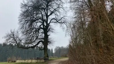 Wandertreff Aarau: Echolinde und Friedenslinde