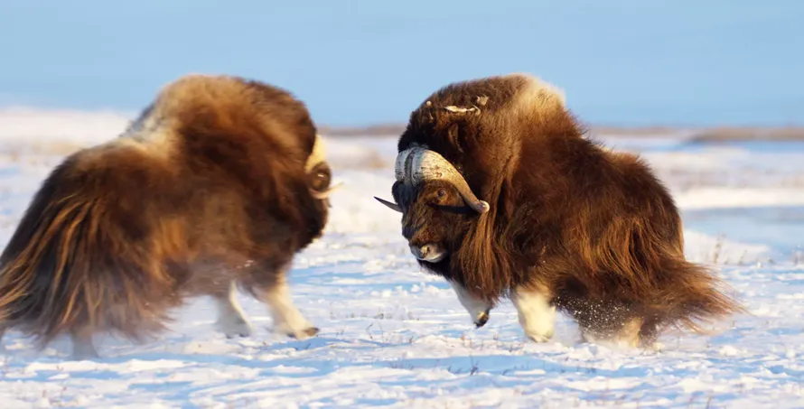 Alaska - wildes Land Alaska - wildes Land