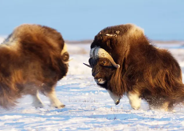 Alaska - wildes Land