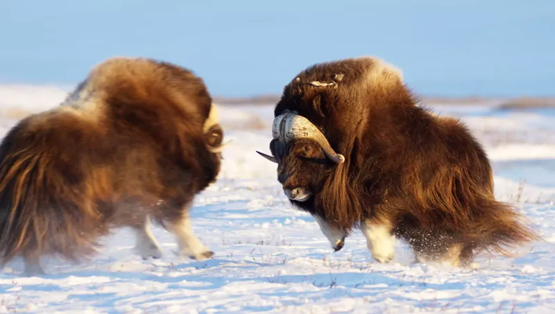 Alaska - wildes Land