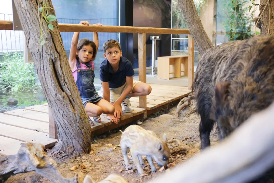 Im Naturama erfahren Klein und Gross allerhand über Tiere, die Natur und Nachhaltigkeit.