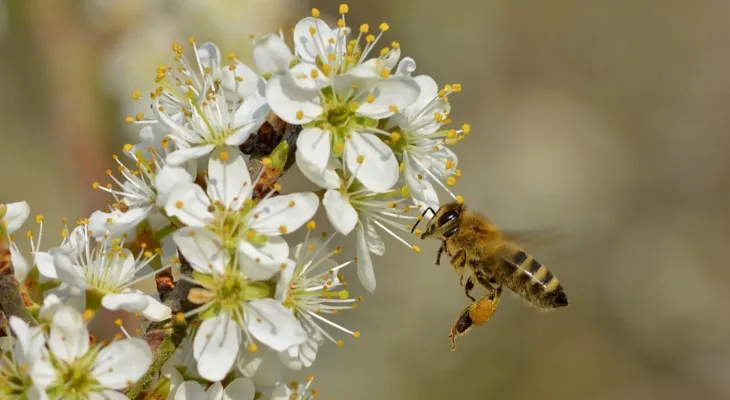 Abholung Bestellaktion Wildsträucher