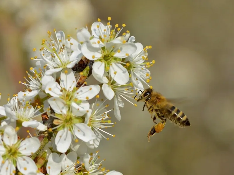 Abholung Bestellaktion Wildsträucher