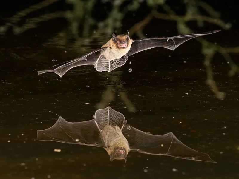 Bat Night: Fledermaus-Familienexkursion