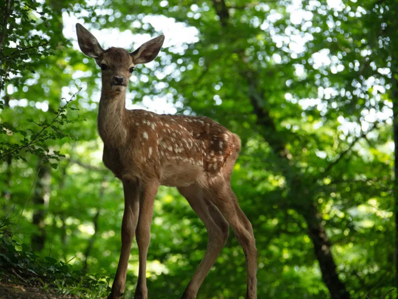 Hello Family: Bambi. Lebensgeschichte aus dem Wald