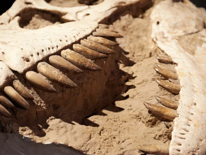 Zeitreise zu den Dinos
