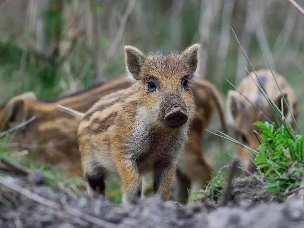 Wild, borstig und sauschlau!