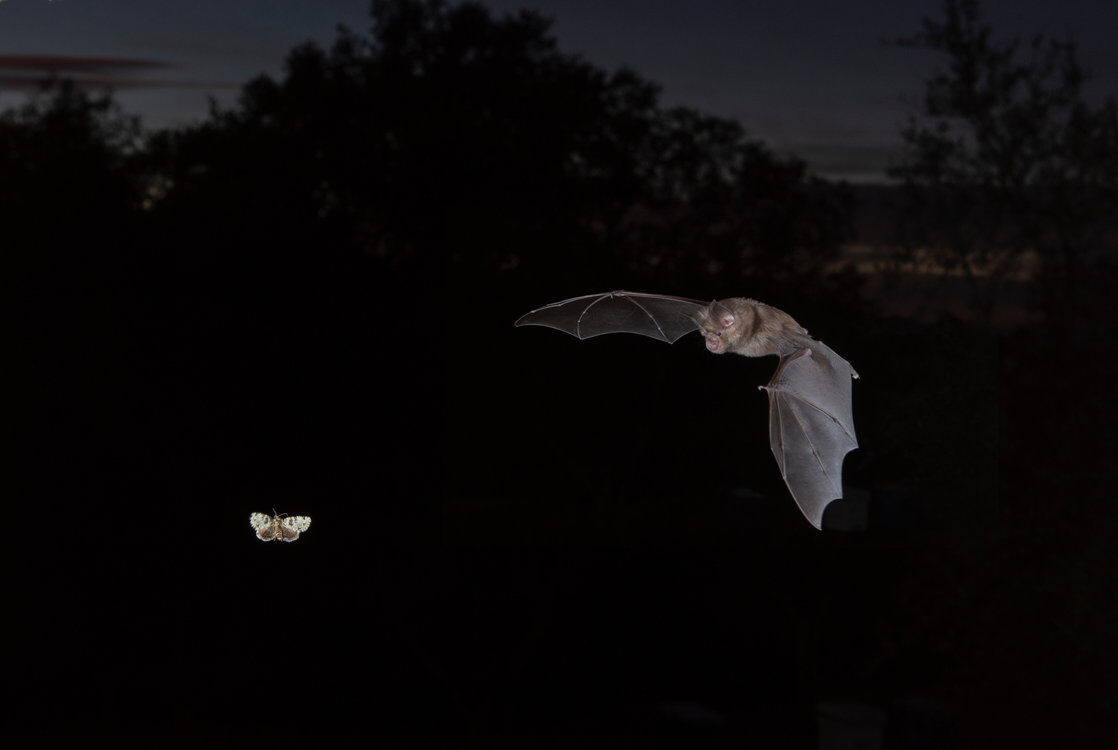 Bat Night 2025:Fledermaus-Exkursion für Erwachsene