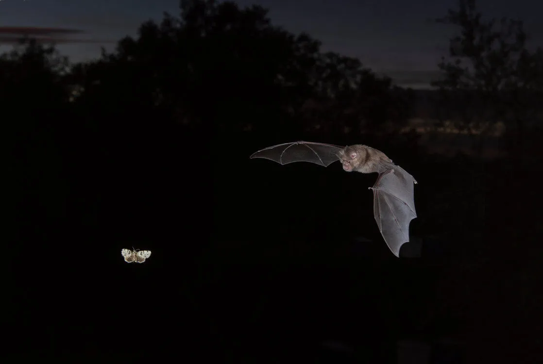 Bat Night 2025:Fledermaus-Exkursion für Erwachsene