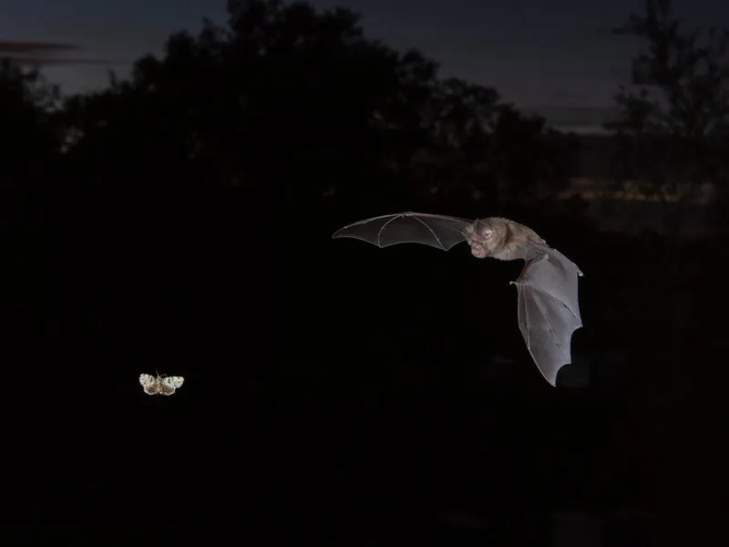 Bat Night 2025:Fledermaus-Exkursion für Erwachsene