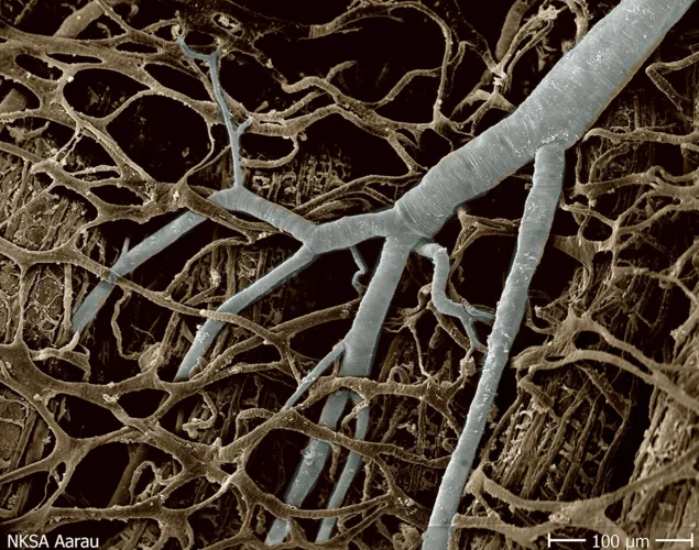 Vortrag Naturschutz trifft Forschung
