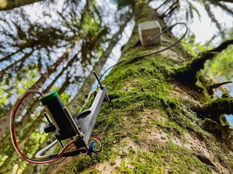 Waldbeobachtungen in Zeiten des Klimawandels