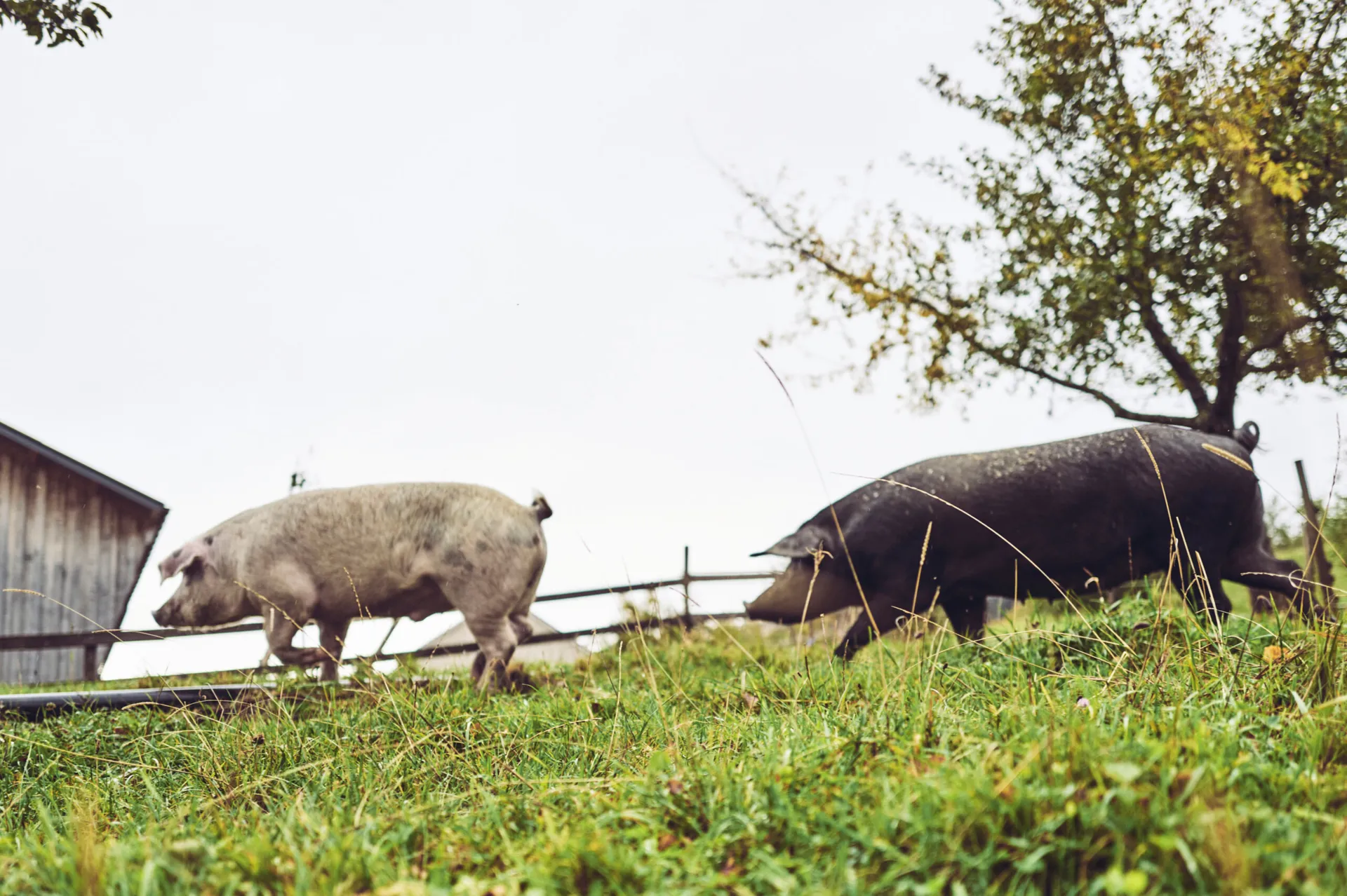 Metzgete vom Trimbacher Horn-Schweinchen Metzgete vom Trimbacher Horn-Schweinchen