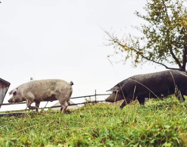Metzgete vom Trimbacher Horn-Schweinchen