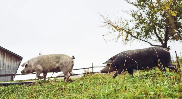 Metzgete vom Trimbacher Horn-Schweinchen