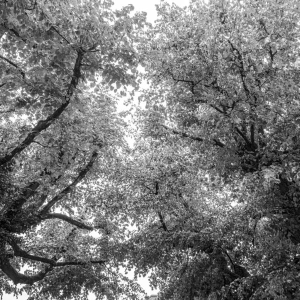 Baumgeschichten – Zwischen Natur, Mythos und Kunst