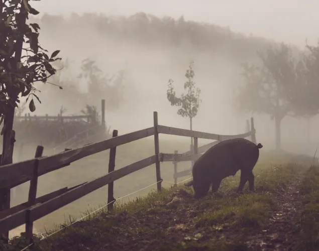 Metzgete vom Trimbacher Horn-Schweinchen