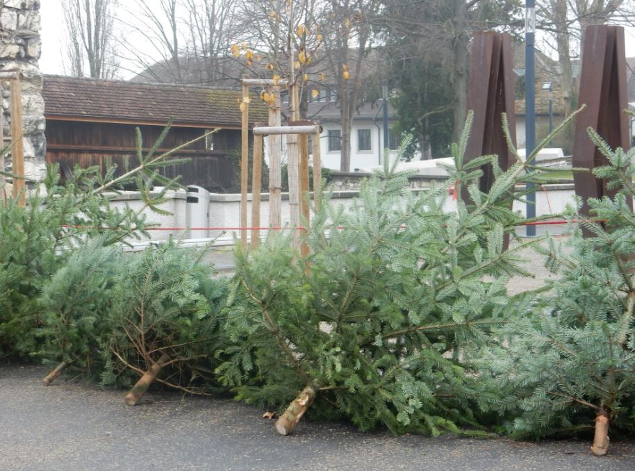 Der Forstbetrieb Region Aarau organisiert an verschiedenen Tagen Baumverkäufe.
