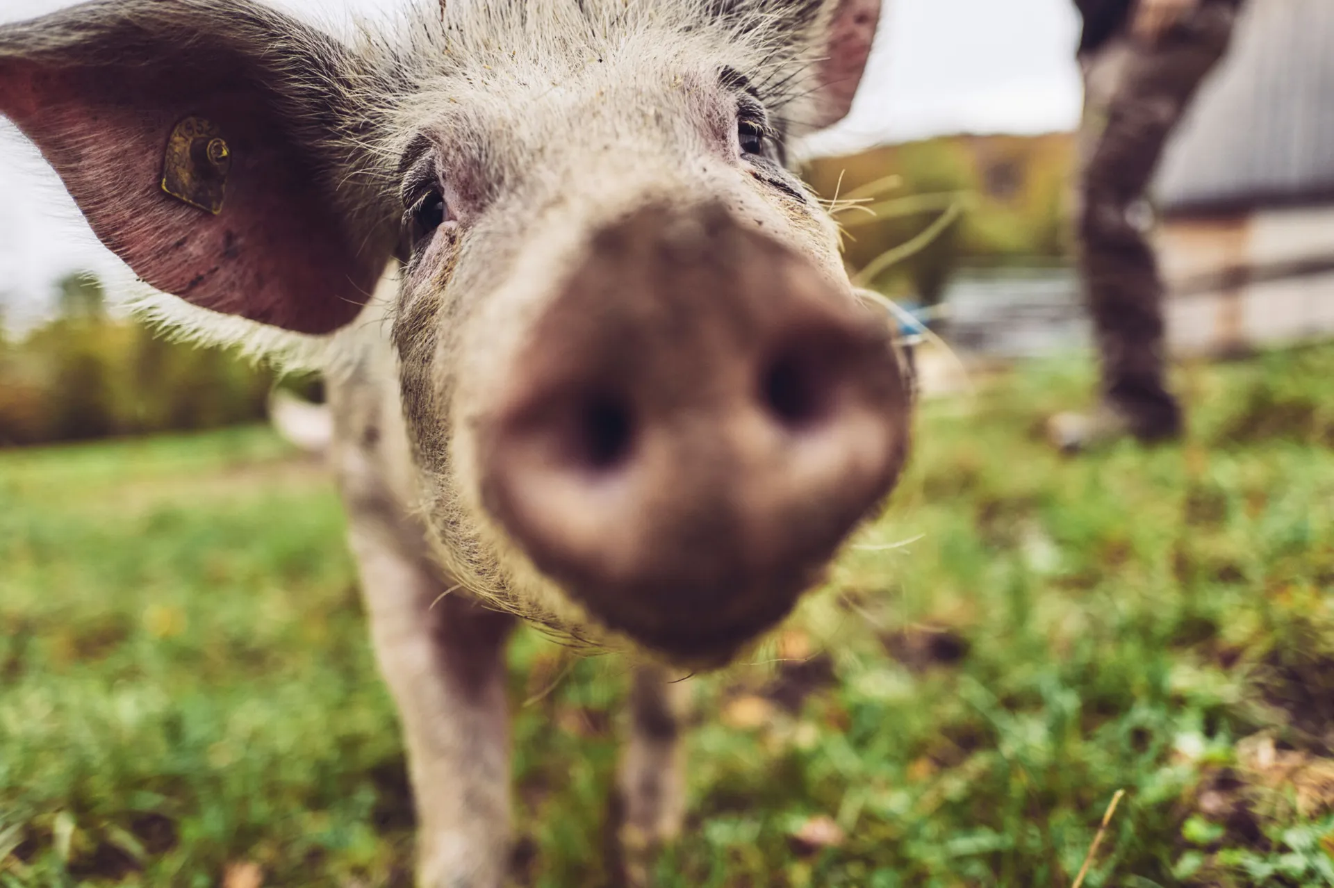 Metzgete vom Trimbacher Horn-Schweinchen