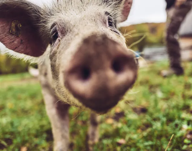 Metzgete vom Trimbacher Horn-Schweinchen