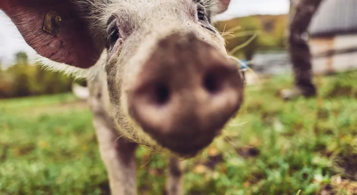 Metzgete vom Trimbacher Horn-Schweinchen
