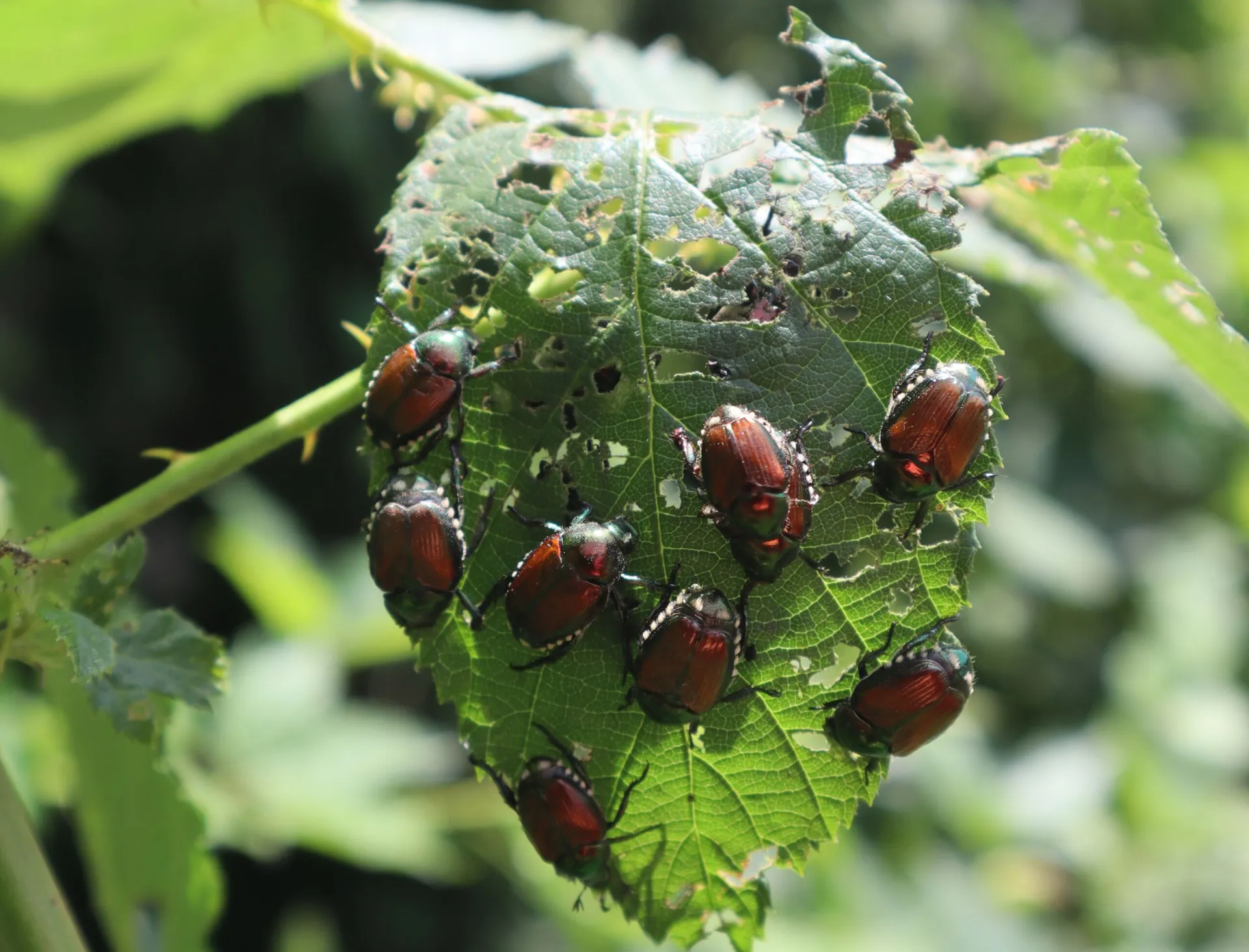 Vortrag Invasive Schadinsekten