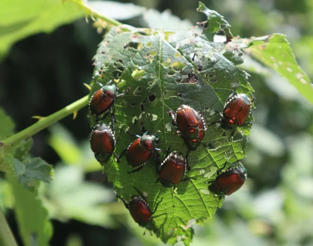 Vortrag Invasive Schadinsekten Vortrag Invasive Schadinsekten
