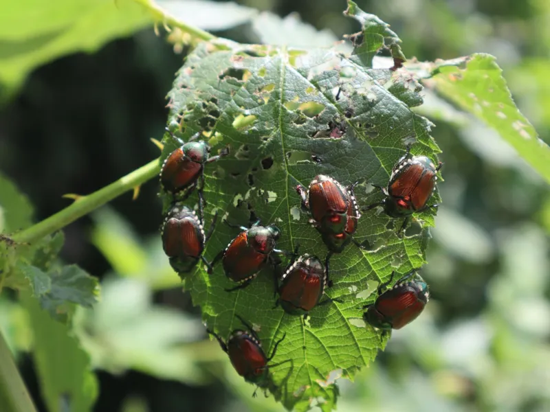Vortrag Invasive Schadinsekten