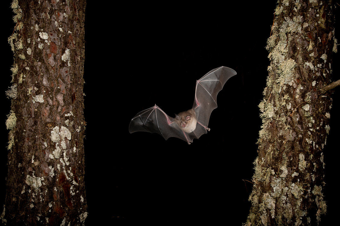 Bat Night 2025: Fledermaus-Exkursion für Familien