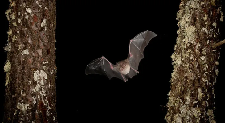 Bat Night 2025: Fledermaus-Exkursion für Familien