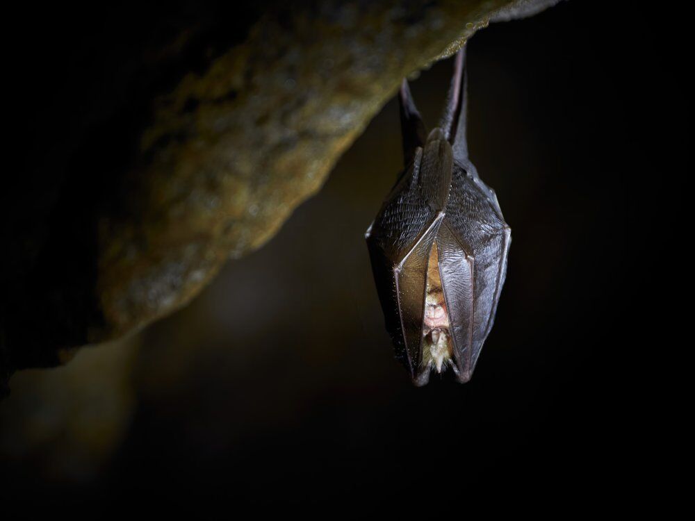 Fledermaus-Abenteuer bei Dämmerung