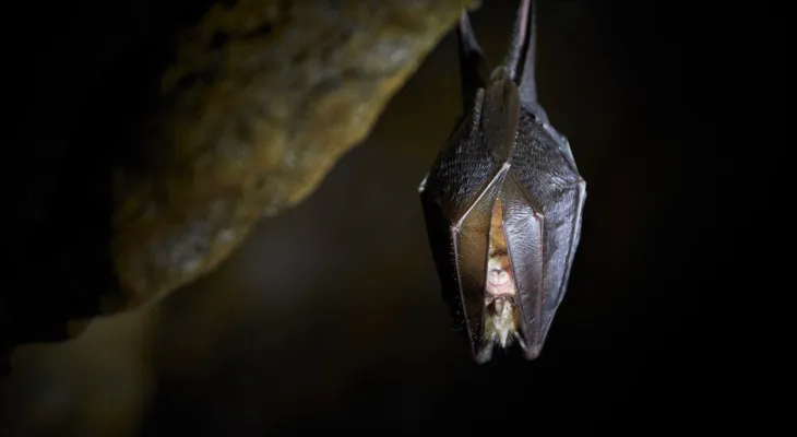 Fledermaus-Abenteuer bei Dämmerung