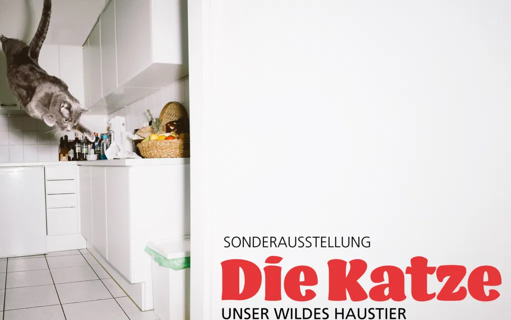 Neue Sonderausstellung ab 25. September 2026 «Die Katze. Unser wildes Haustier»