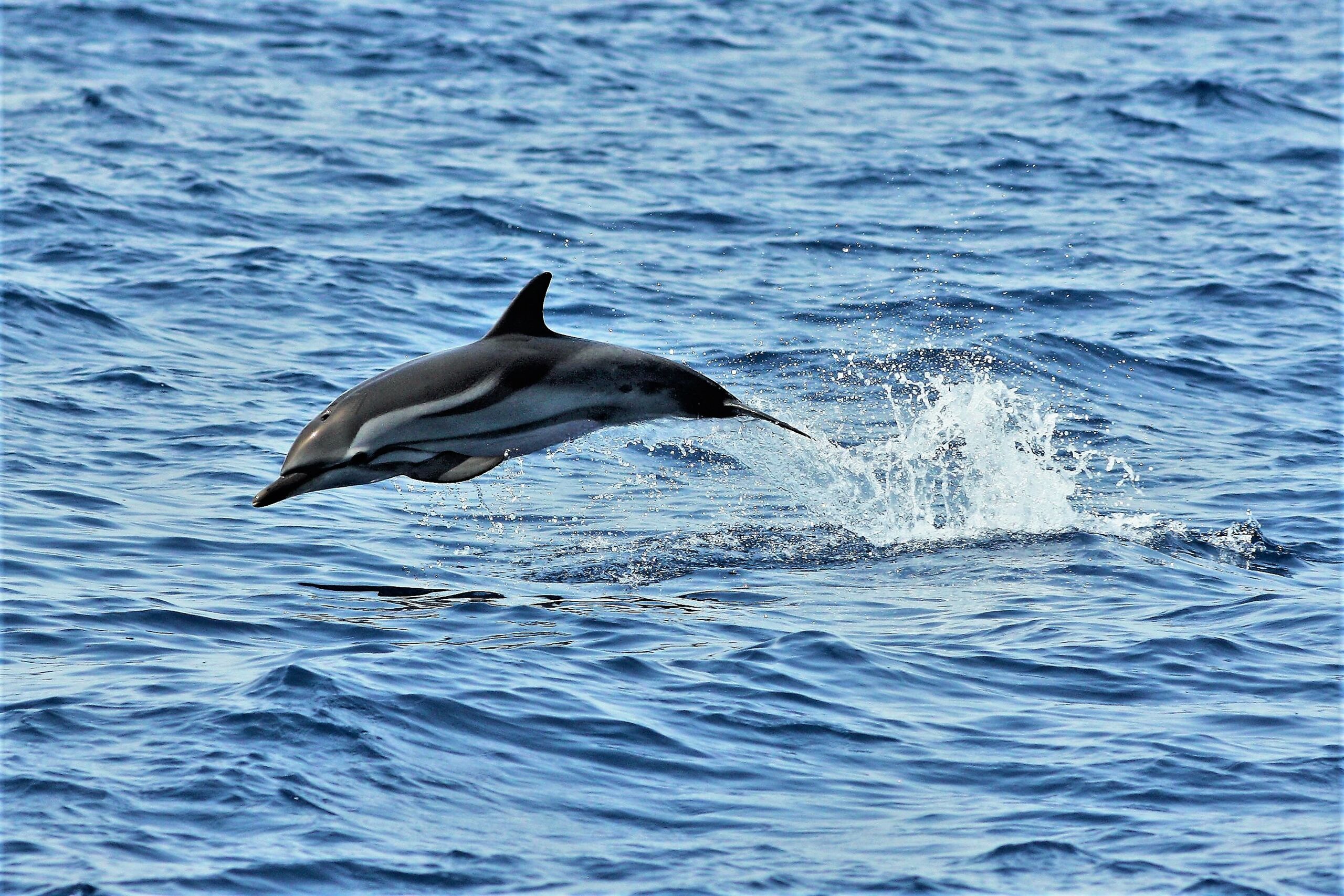 RENDEZ-VOUS MIT MEERESTIEREN