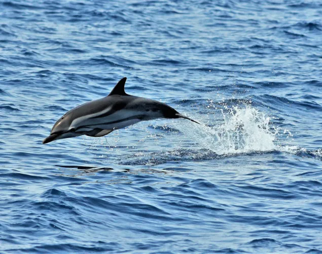 RENDEZ-VOUS MIT MEERESTIEREN