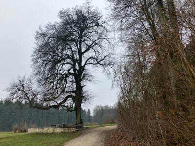 Wandertreff Aarau: Echolinde und Friedenslinde