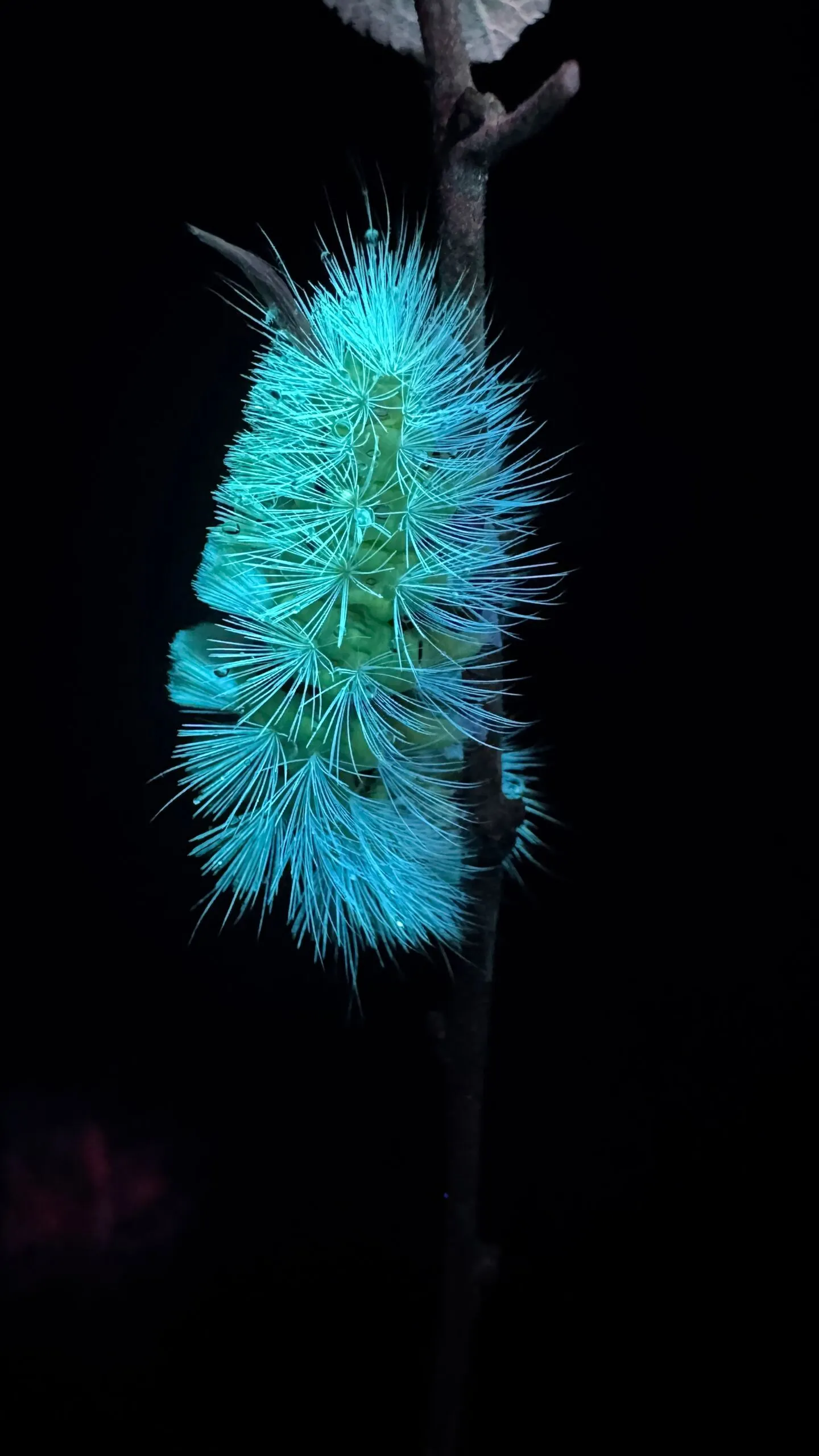 Kindershow: Die Superkräfte der Insekten
