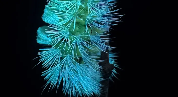 Kindershow: Die Superkräfte der Insekten