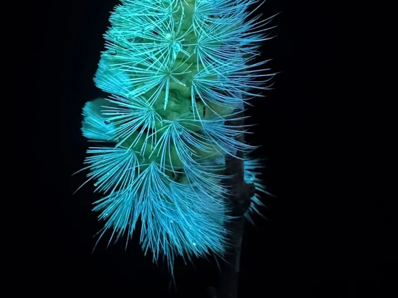 Kindershow: Die Superkräfte der Insekten